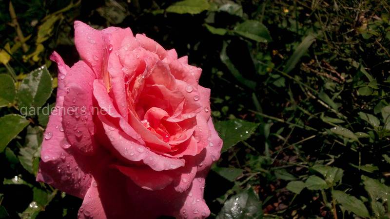 Топ-13 фактів про троянду