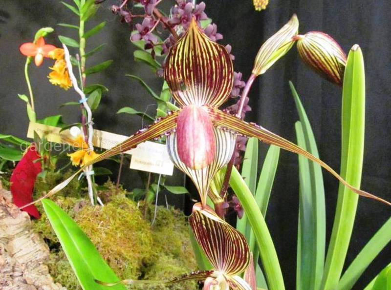 Який субстрат необхідний для орхідеї Пафіопеділум? 7 прикладів для підкладки!