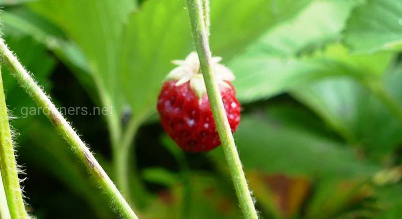 Целебные свойства земляники: что лечит ягода и как приготовить натуральное лекарство