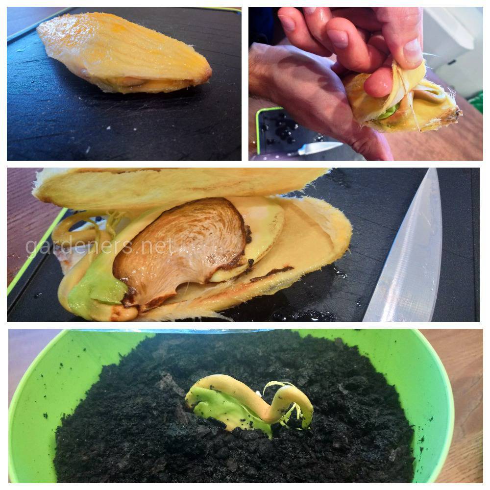 выращивание манго из косточки дома