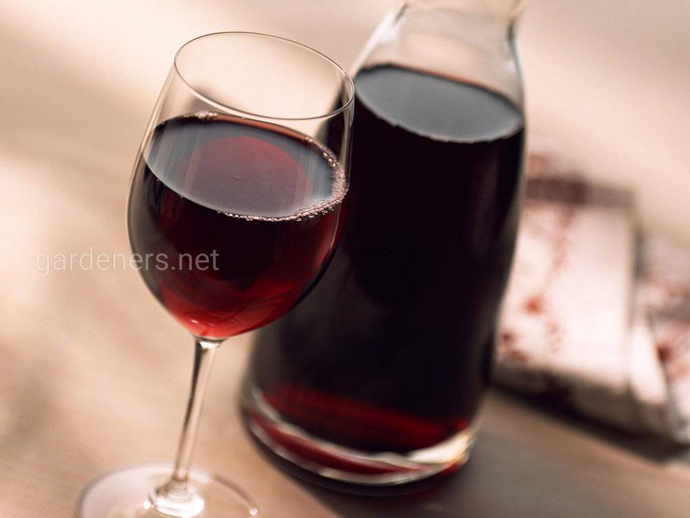 Домашнее вино из сливы