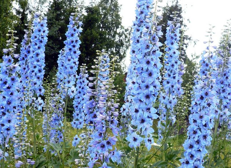Дельфиниум (живокость, шпорник)