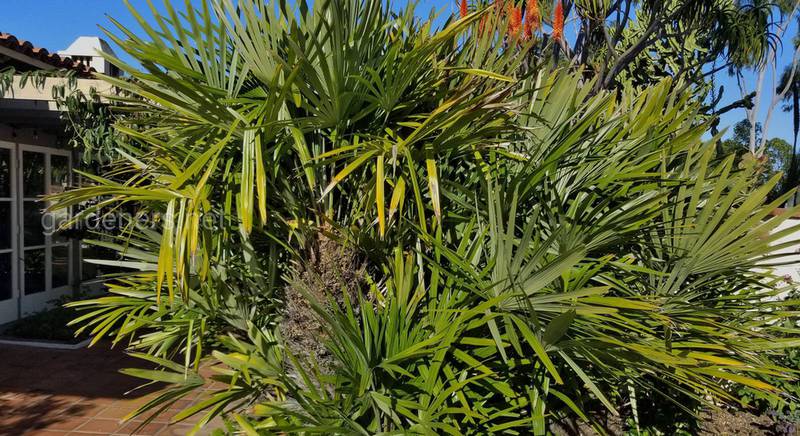 Садоводам-экстремалам о возможностях выращивания пальм 
