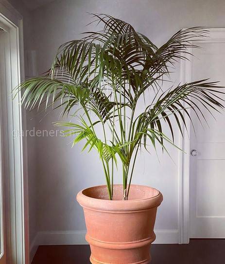 Ховея - пальма, яку легко можете виростити у своєму будинку