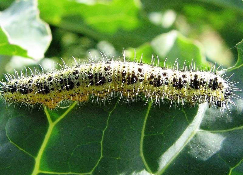 Гусеницы