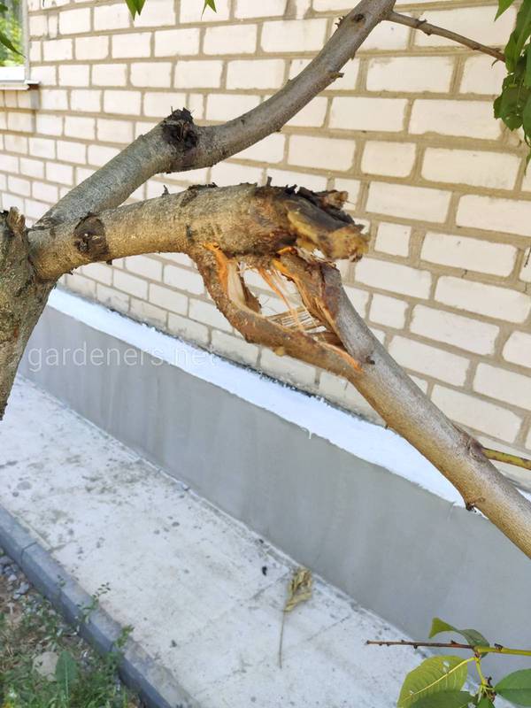 Что делать с сломанной веткой плодового дерева?