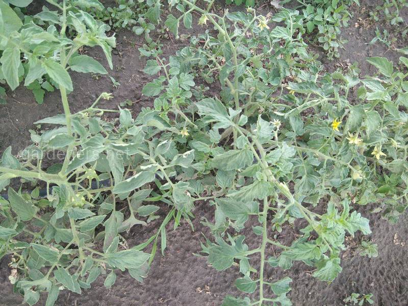 Які симптоми зеленого в'янення листя томатів?