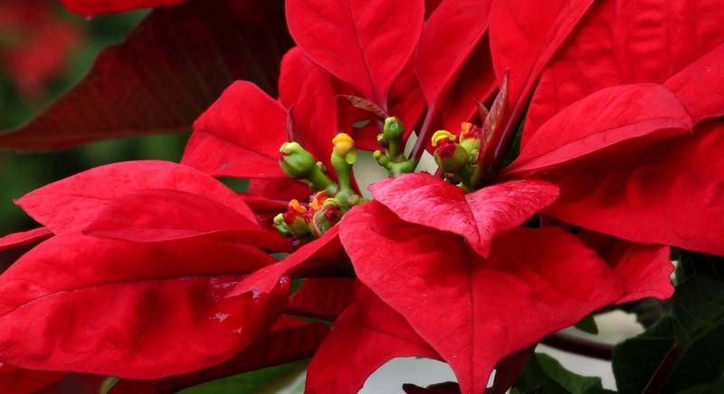 Пуансеттия: секреты цветения рождественской звезды