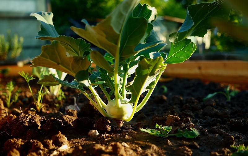 Как выращивать кольраби?
