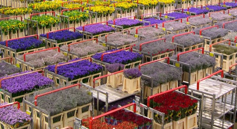 Цветочный аукцион в Голландии