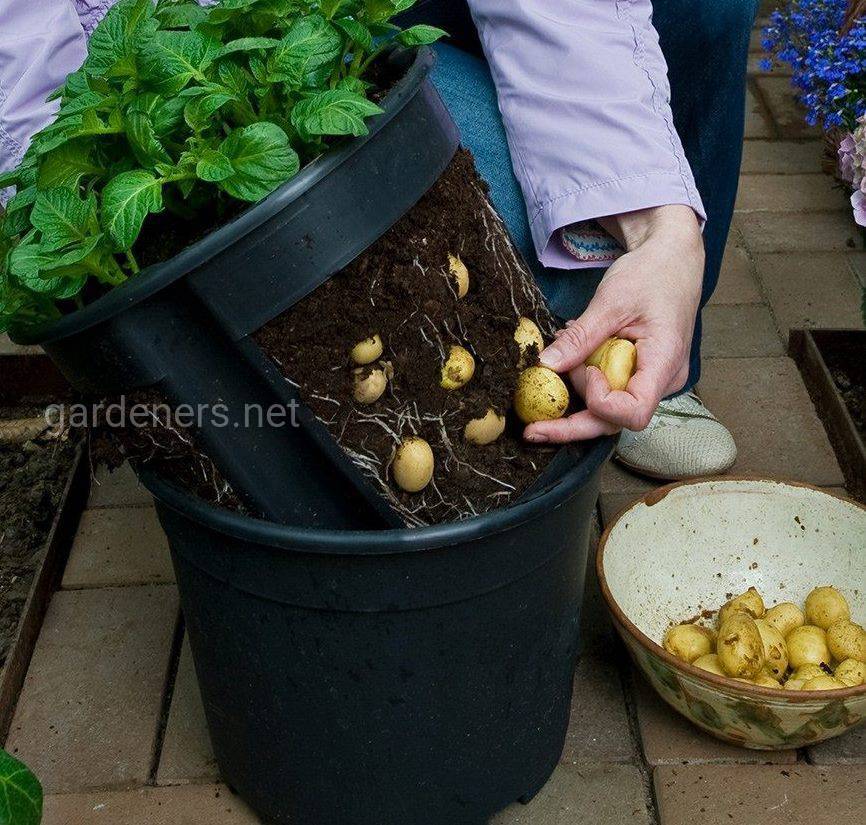 Как вырастить два урожая картофеля за один сезон thumbnail