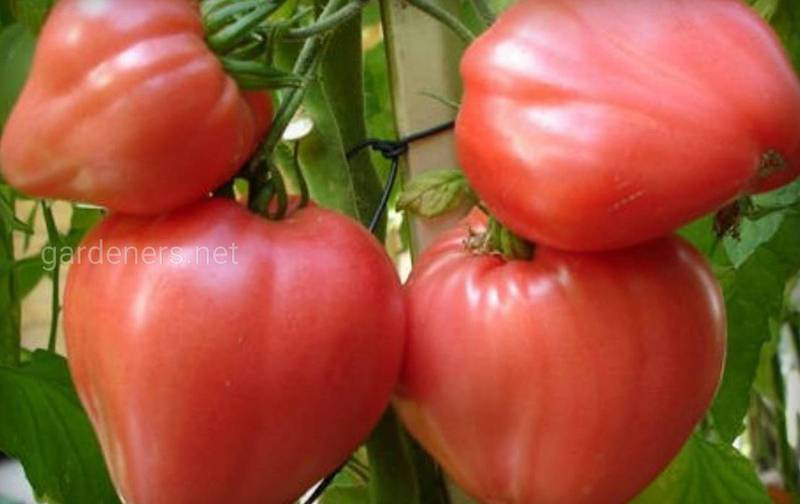 В чем особенность томата воловье сердце?