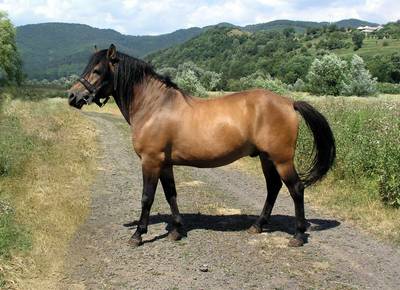 Гуцульская лошадь