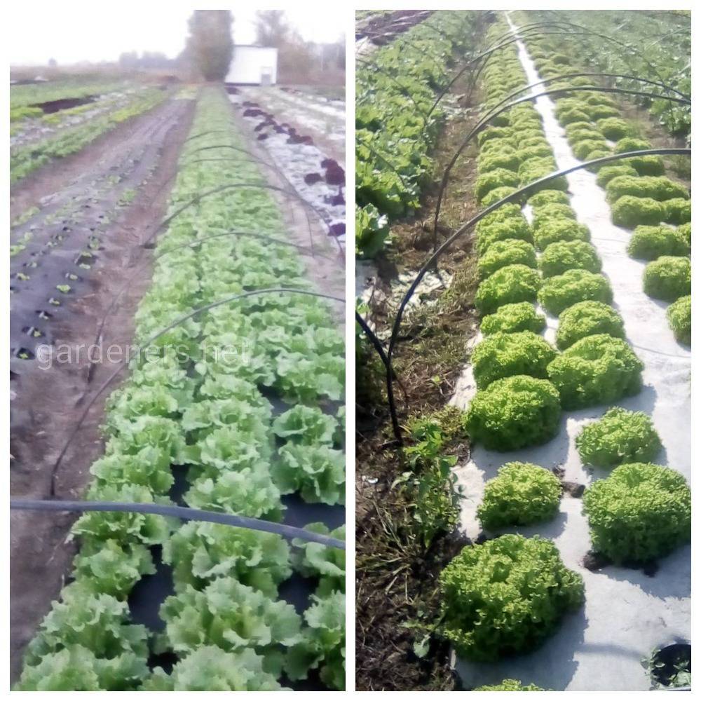 выращивание листового салата