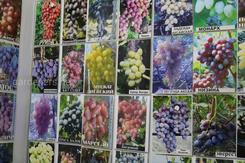 Защита виноградной лозы в период цветения