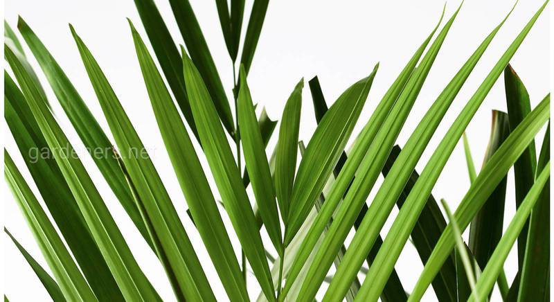 Хризалидокарпус, арека или дипсис: как разобраться в сортах и видах этой элегантной пальмы