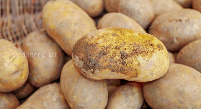 Правила вибору картоплі