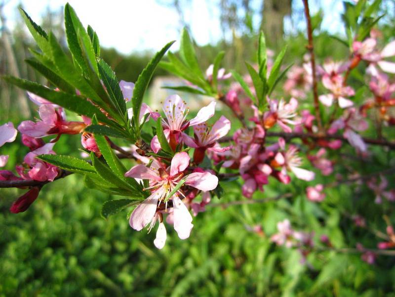 Миндаль степной