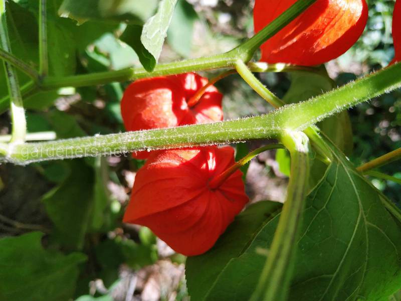 Когда созревают плоды перуанской клубникаи(физалис) и как правильно собрать и хранить семена?