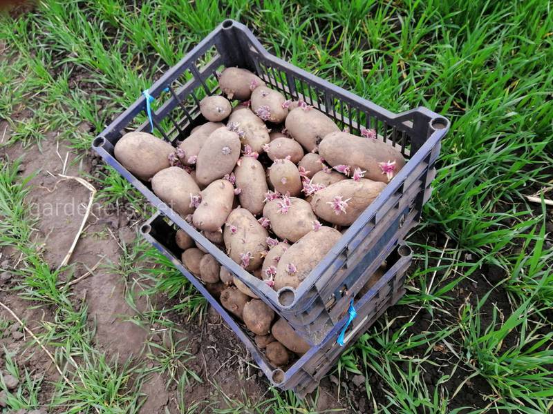 Признаки некачественного картофеля