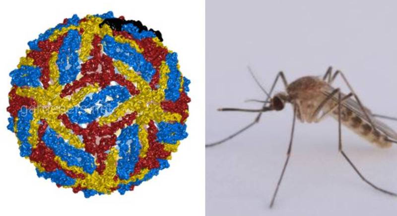 Лихоманка Західного Нілу - небезпечне інфекційне захворювання, що провокують укуси комарів та кліщів