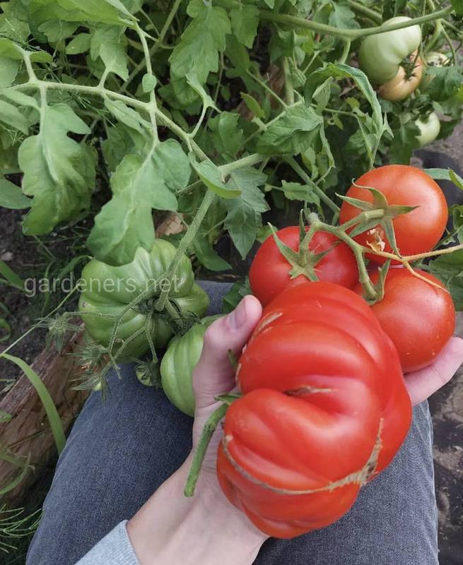Самые-самые томаты