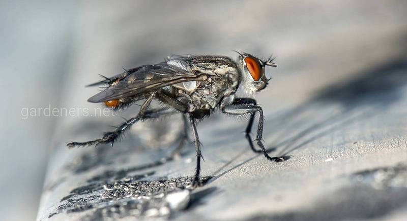 Как защитить свой дом от назойливых насекомых