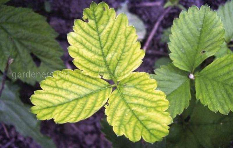 Хлороз листьев: как помочь растениям?