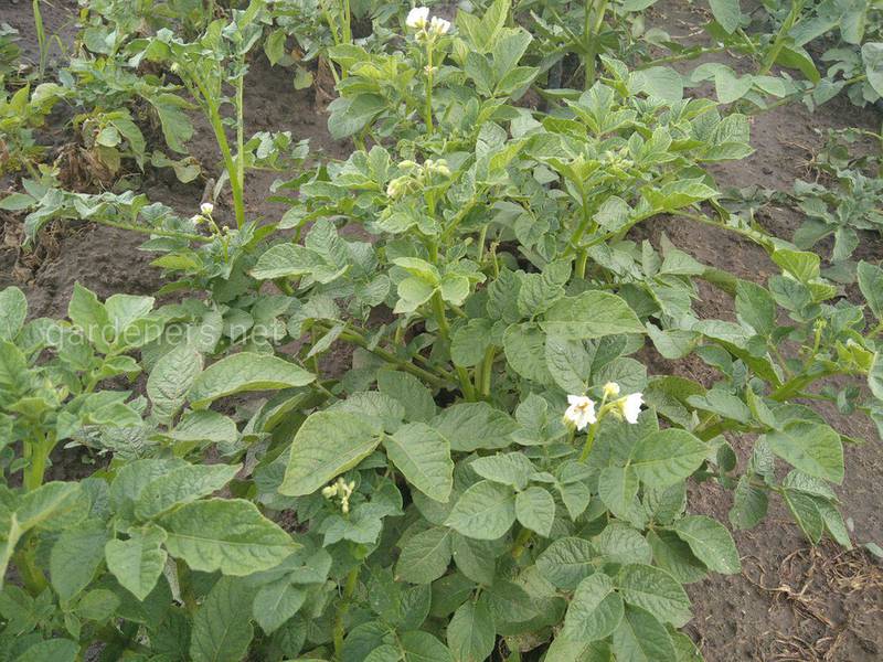 Какие растения лучше посадить в междурядьях картофеля