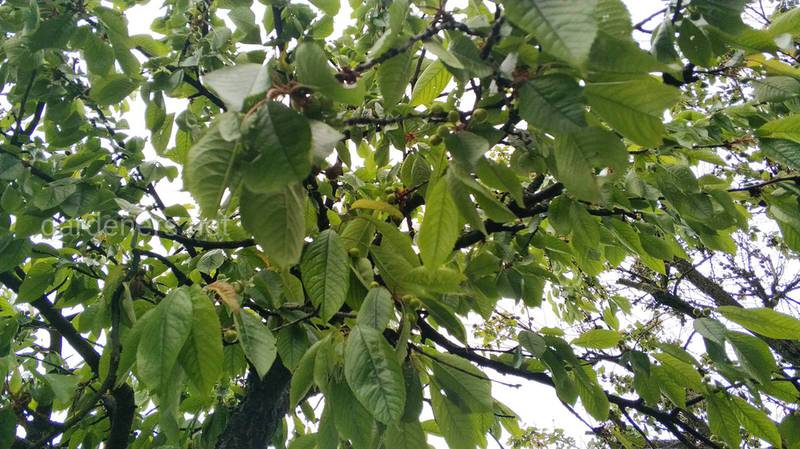 Що може привести до зниження морозостійкості плодових дерев?