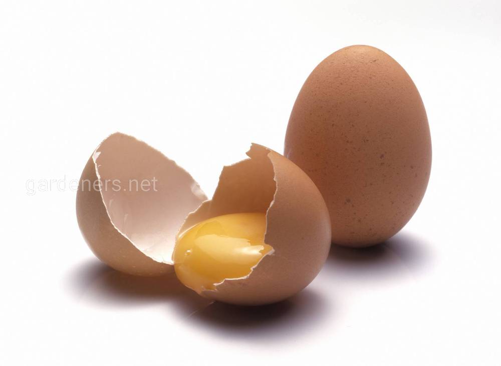 Свойства куриных яиц
