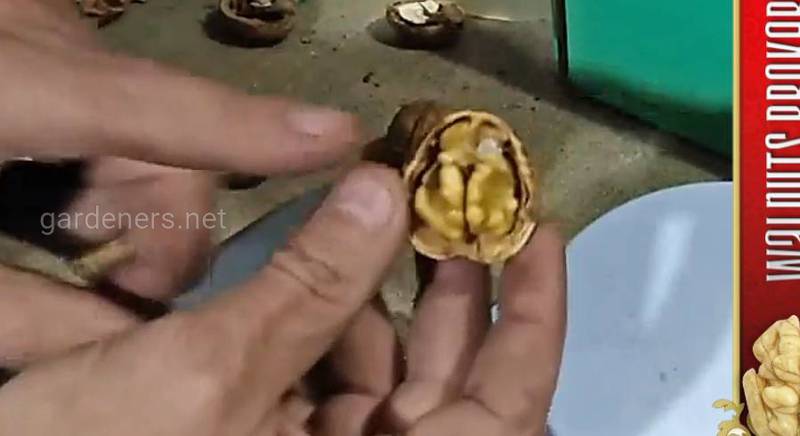 Грецкий скороплодный орех Кочерженко купить, 0985674877, 0957351986, Walnuts Broker