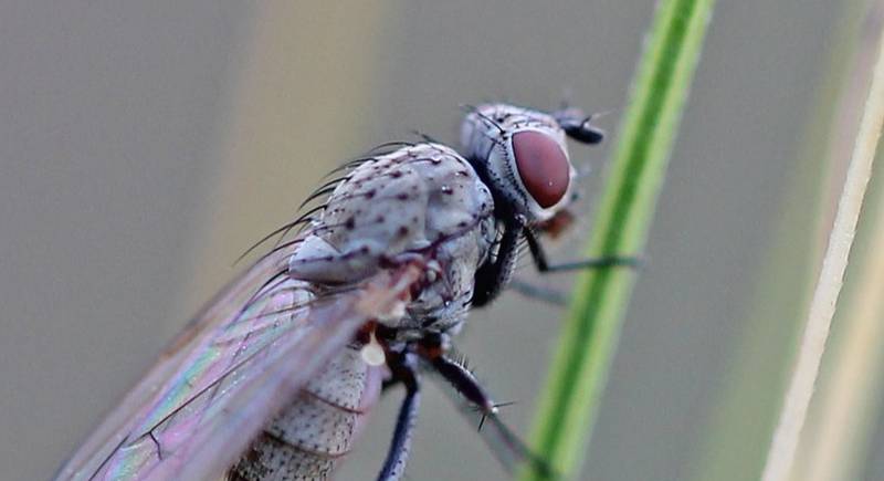 Луковая муха – злостный вредитель. Как бороться с насекомым? 