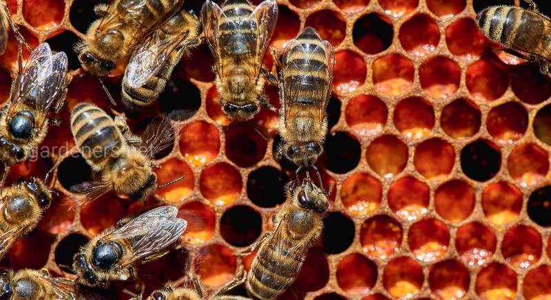 Перга - один из самых лекарственных и дорогих продуктов пчеловодства