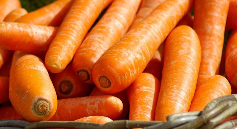 ТОП 10 сортов позднеспелой моркови