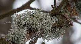 Лишайники (Lichenes)