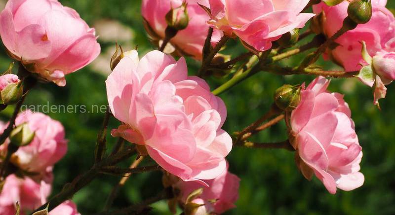 Що таке троянди клаймбери: популярні сорти та особливості розведення