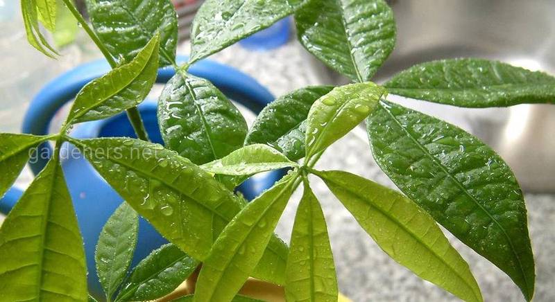 Каштан малабарский - растение, имеющее статус магнита счастья