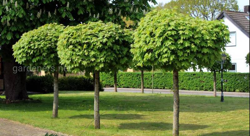 Правильная обрезка деревьев шаровидной формы