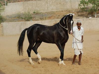Лошадь Катхиявари