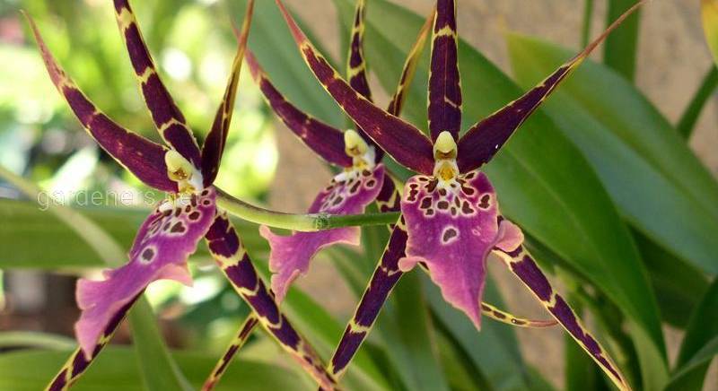 Какие условия необходимы для выращивания орхидеи Брассия?