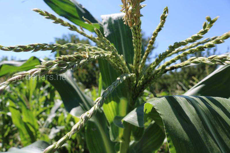 Симптомы недостатка основных питательных веществ у кукурузы?