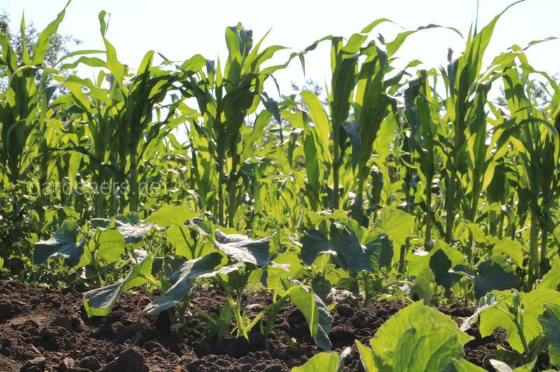 Как дефицит азота влияет на выращивание кукурузы?