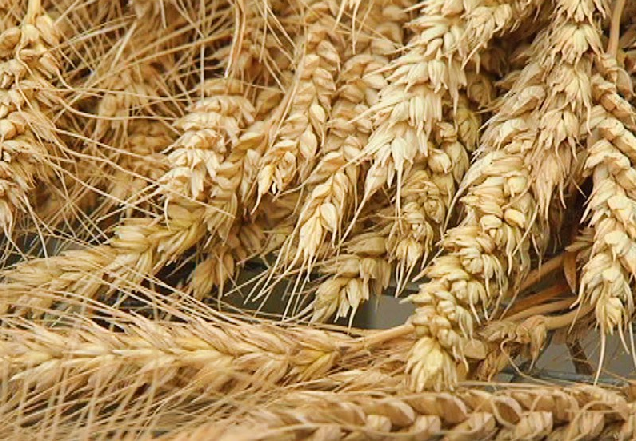 Как происходит формирование и созревание зерна пшеницы?