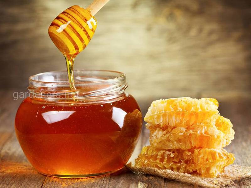 Цілющі властивості меду в стільниках