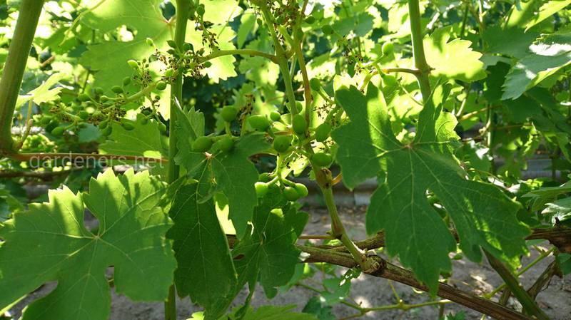 Что посадить в междурядьях винограда?