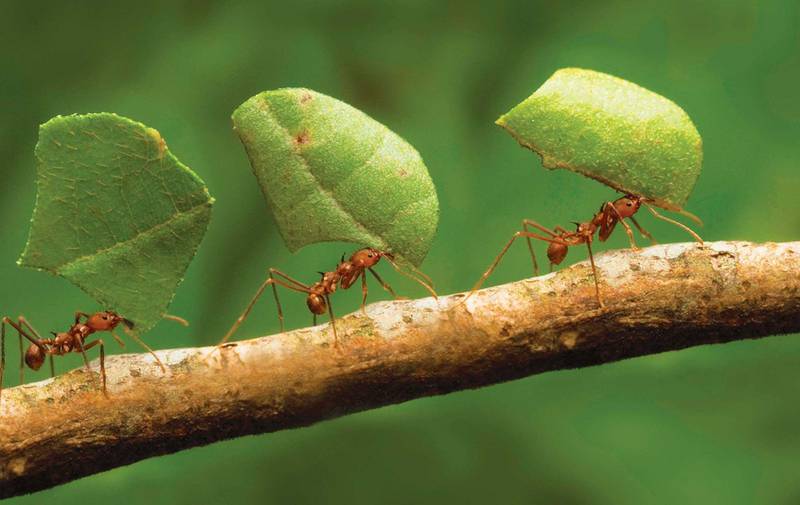 Як боротися з мурахами за допомогою натуральних препаратів?
