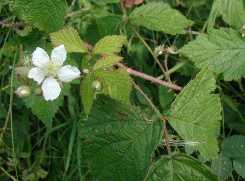 Ежевика сизая