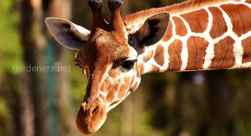 14 фактов о Жирафах!