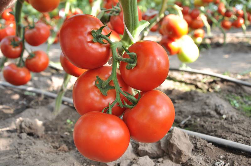 Чому розтріскується плодоніжка томатів?